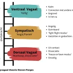 Trauma en de Polyvagaal Therapie